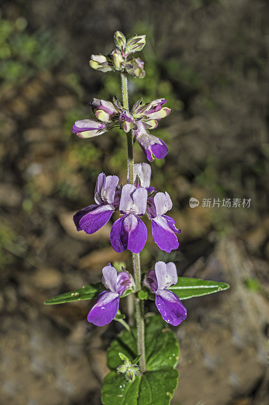 Collinsia heterophylla，被称为紫色的中国房子或天真，是一种开花植物，原产于加利福尼亚和北加利福尼亚半岛山脉。Modini Mayacamas保护区，索诺马县，加利福尼亚州。车前草科。